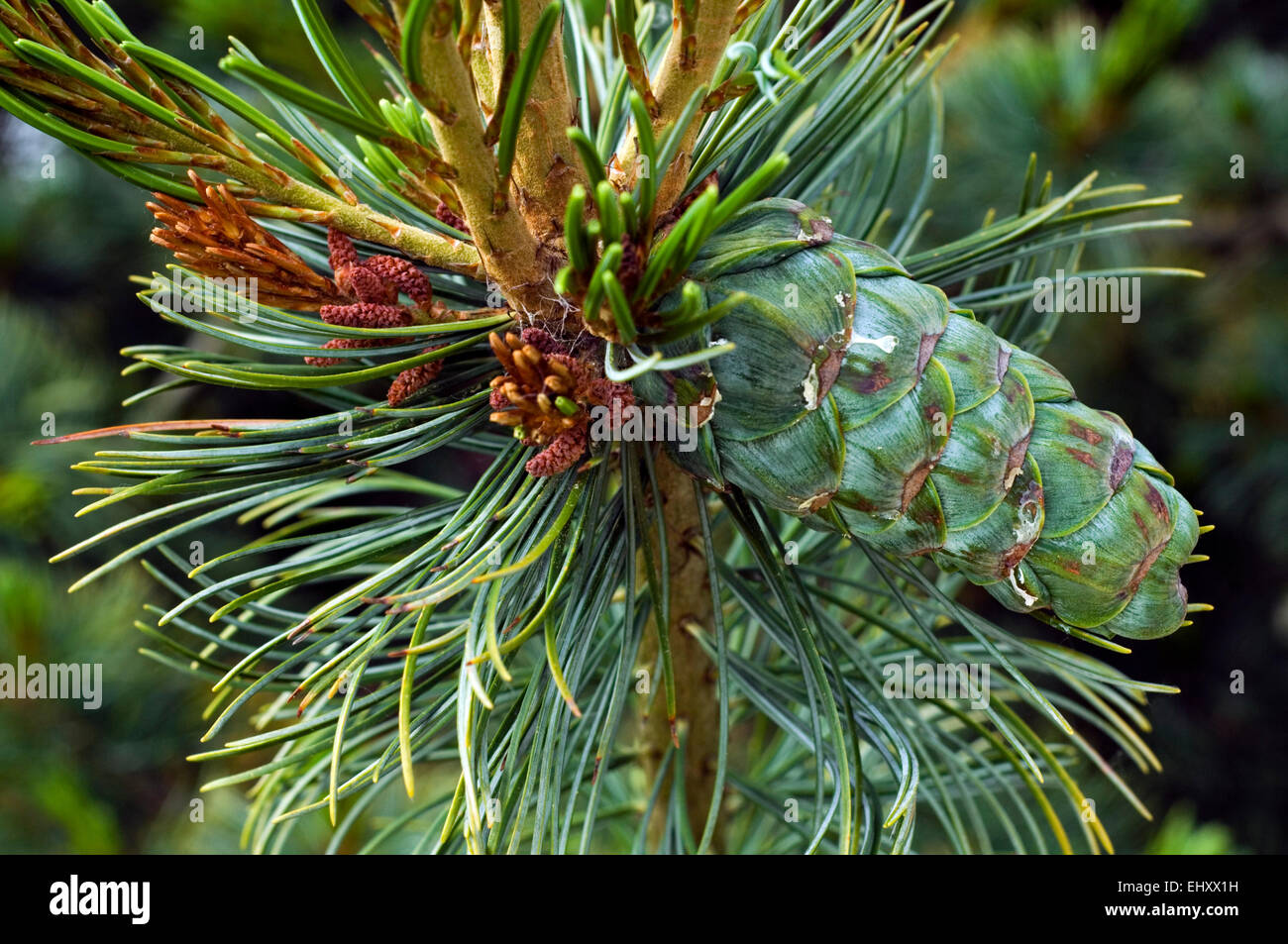 Japanese white pine / Japanese five-needle pine (Pinus parviflora / Pinus pentaphylla) showing male flowers and pine cone Stock Photo