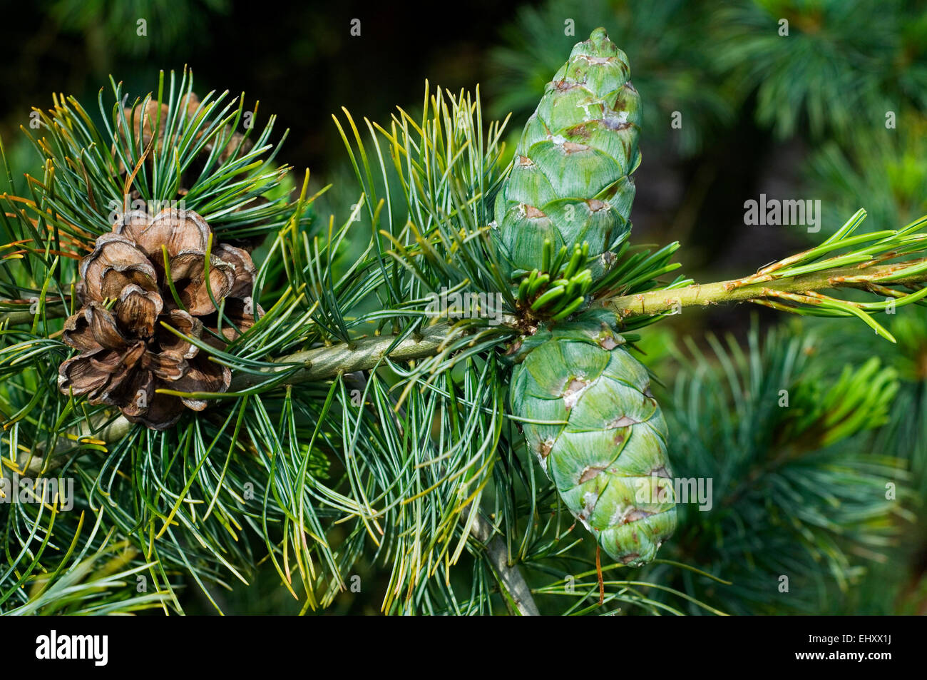 PlantFiles Pictures: Japanese White Pine, Japanese Five-Needled Pine  (<i>Pinus parviflora var. pentaphylla</i>) by WaterCan2