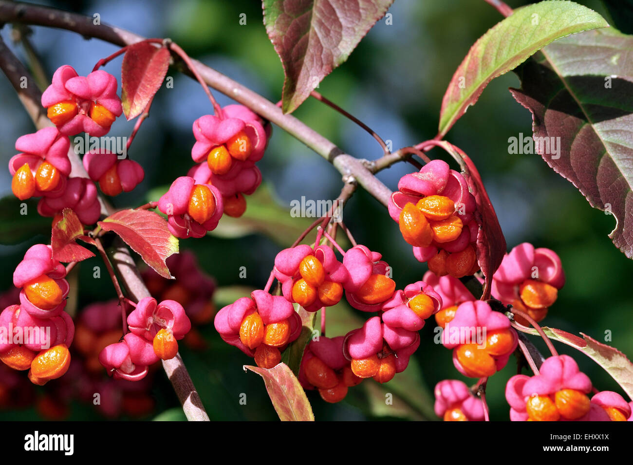 European spindle / common spindle (Euonymus europaeus) in autumn showing capsular fruit with lobes split open to reveal seeds Stock Photo