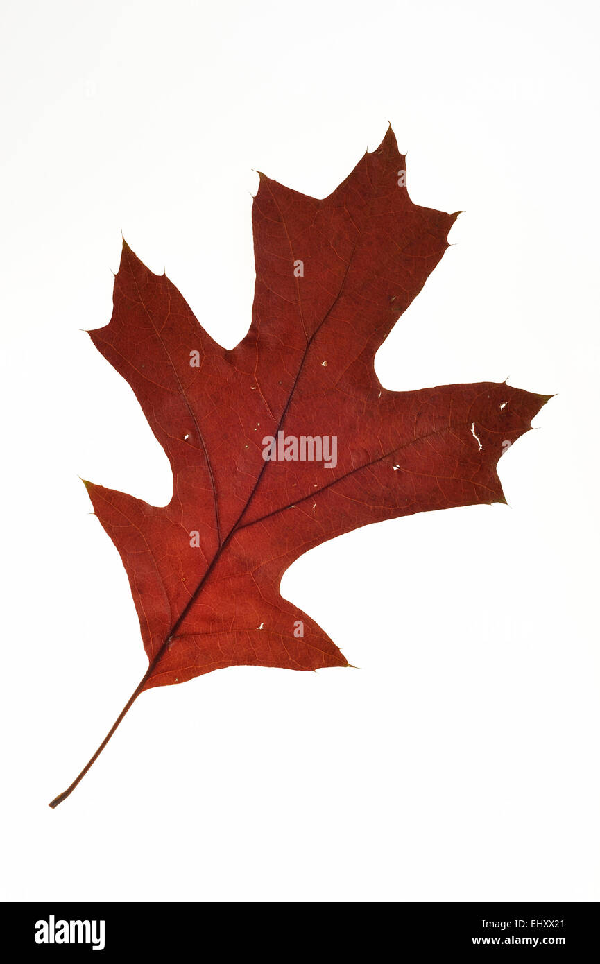 Scarlet oak (Quercus coccinea) leaf in autumn colours, native to North America against white background Stock Photo