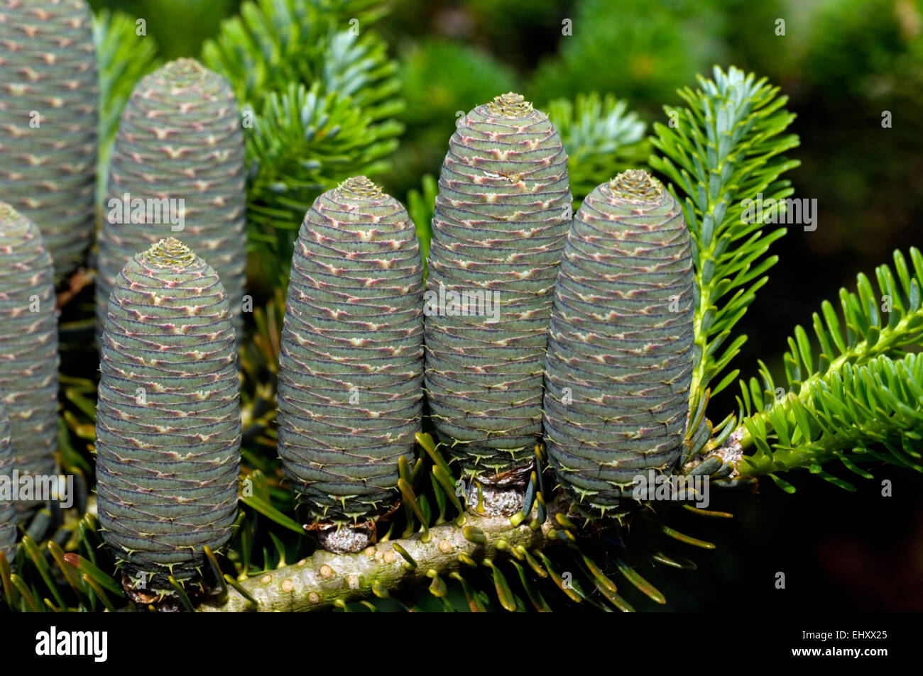 Korean fir / Gusang namu (Abies koreana) close up of cones, native to Korea Stock Photo