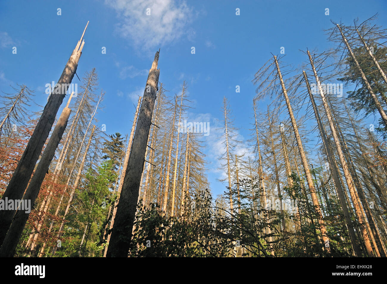 Spruce bark beetle hi-res stock photography and images - Alamy
