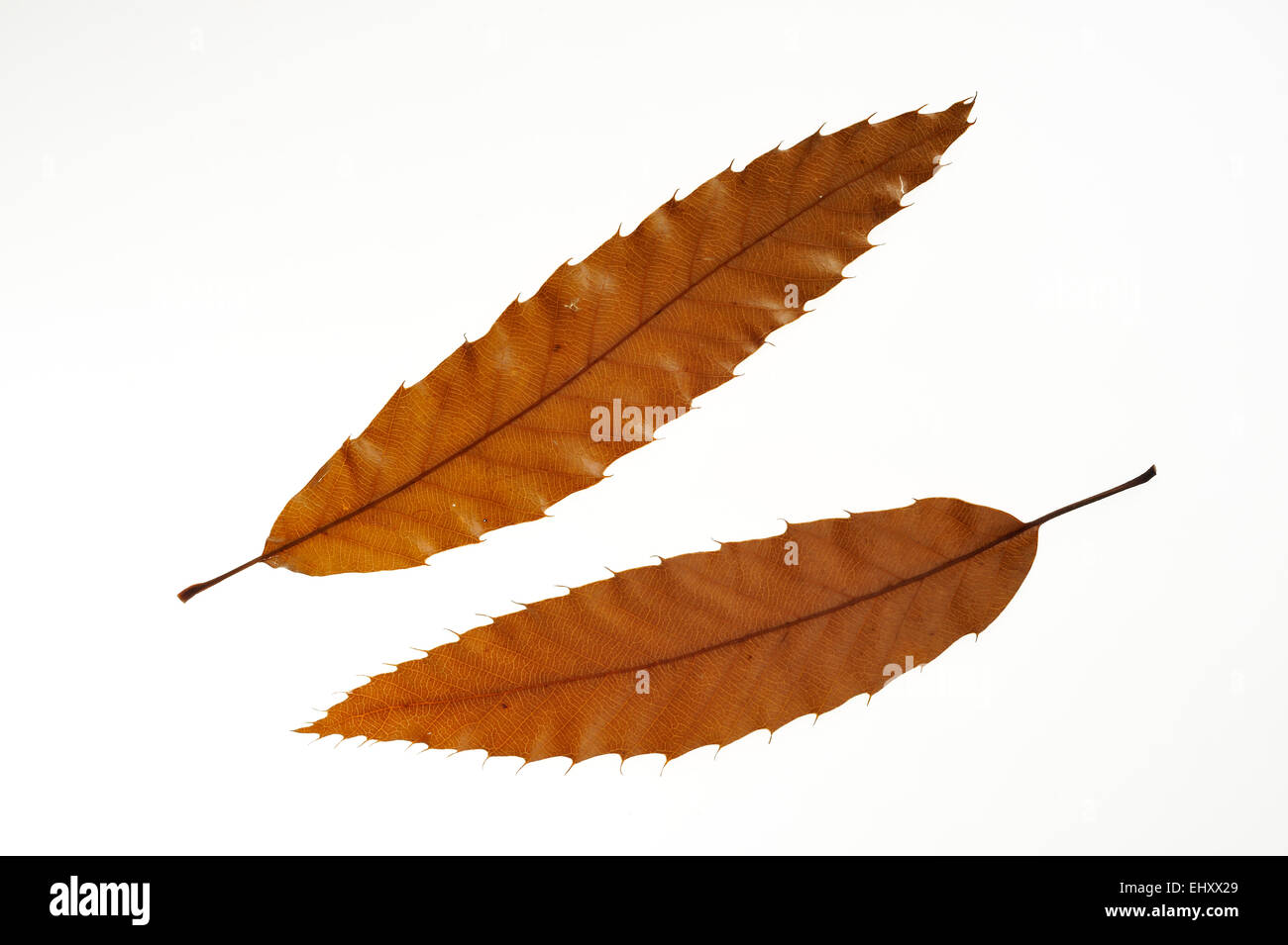 Lebanon oak (Quercus libani) leaves in autumn colours, native to western Asia against white background Stock Photo