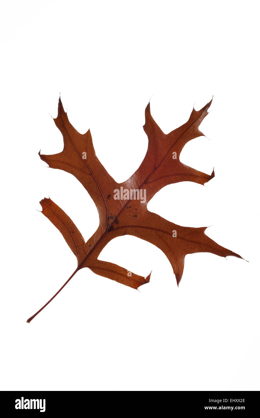 Pin oak / Swamp Spanish oak (Quercus palustris) leaf in autumn colours, native to North America
