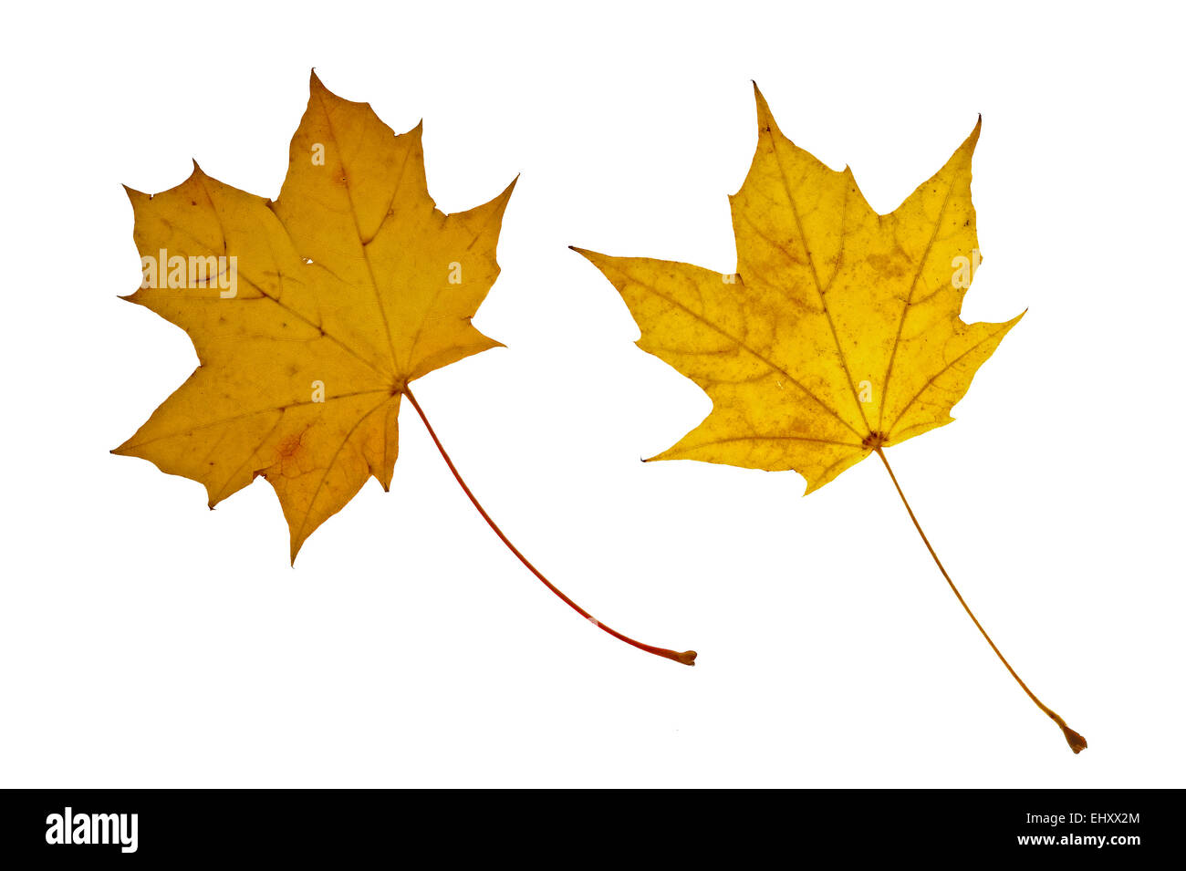 Norway maple tree (Acer platanoides) leaves in autumn colours, native to Europe against white background Stock Photo