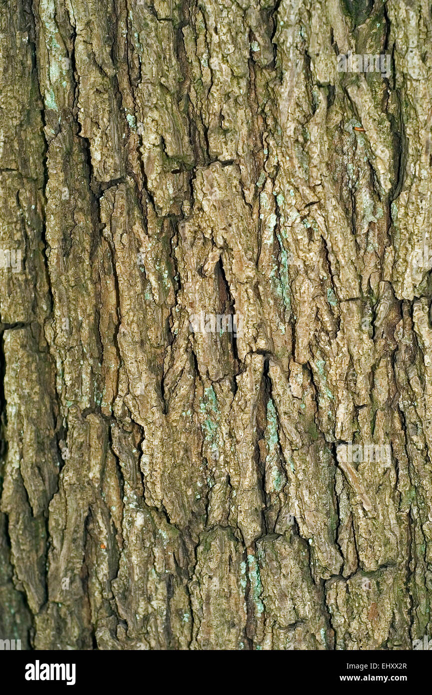 Persian walnut / English walnut / common walnut (Juglans regia) close up of tree bark Stock Photo