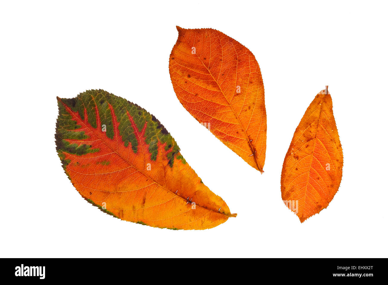 Oriental photinia (Photinia villosa) leaves in autumn colours, native to China, Japan and the Himalayas against white background Stock Photo