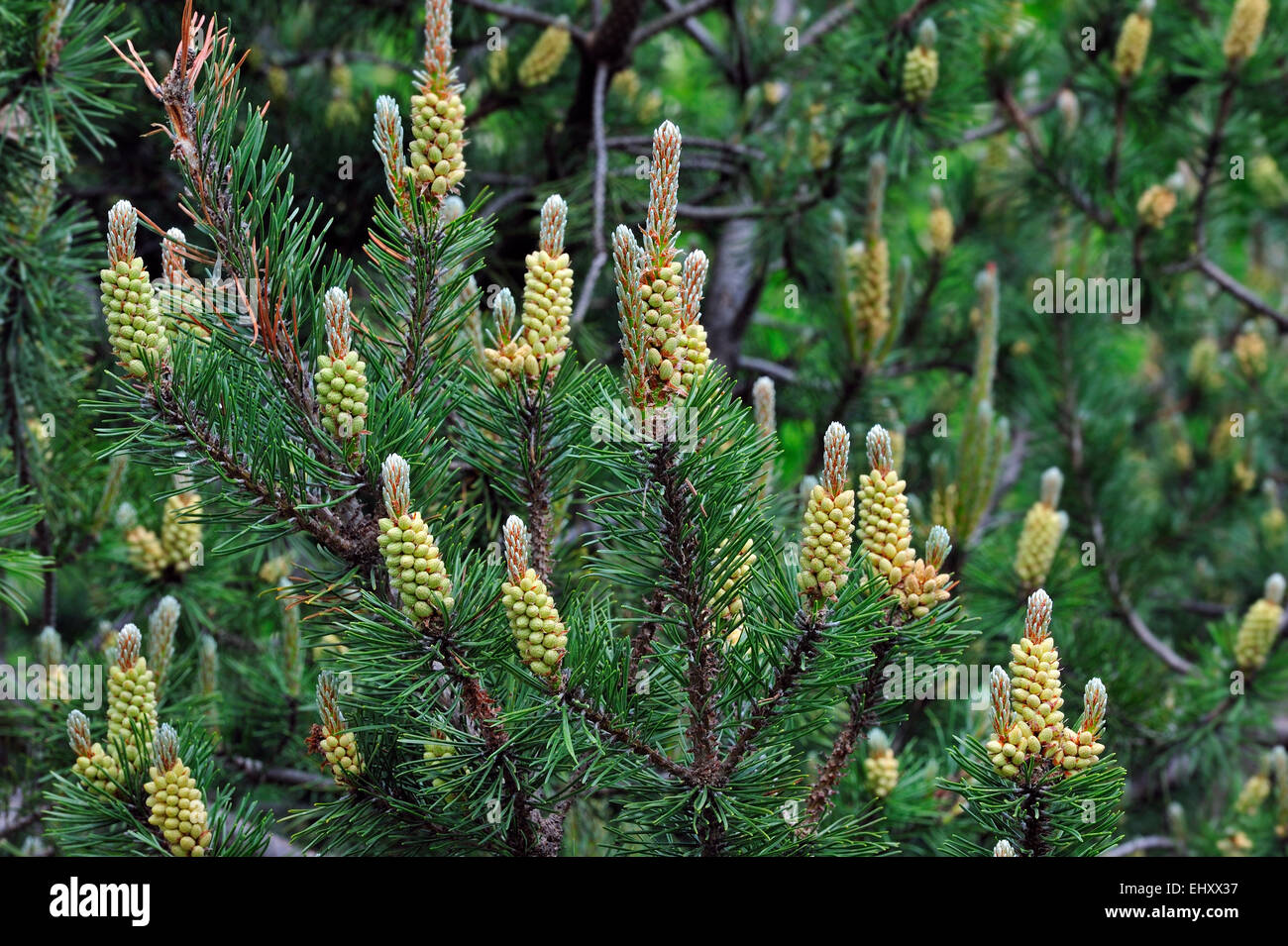 Bog pine (Pinus rotundata) showing male flowers Stock Photo