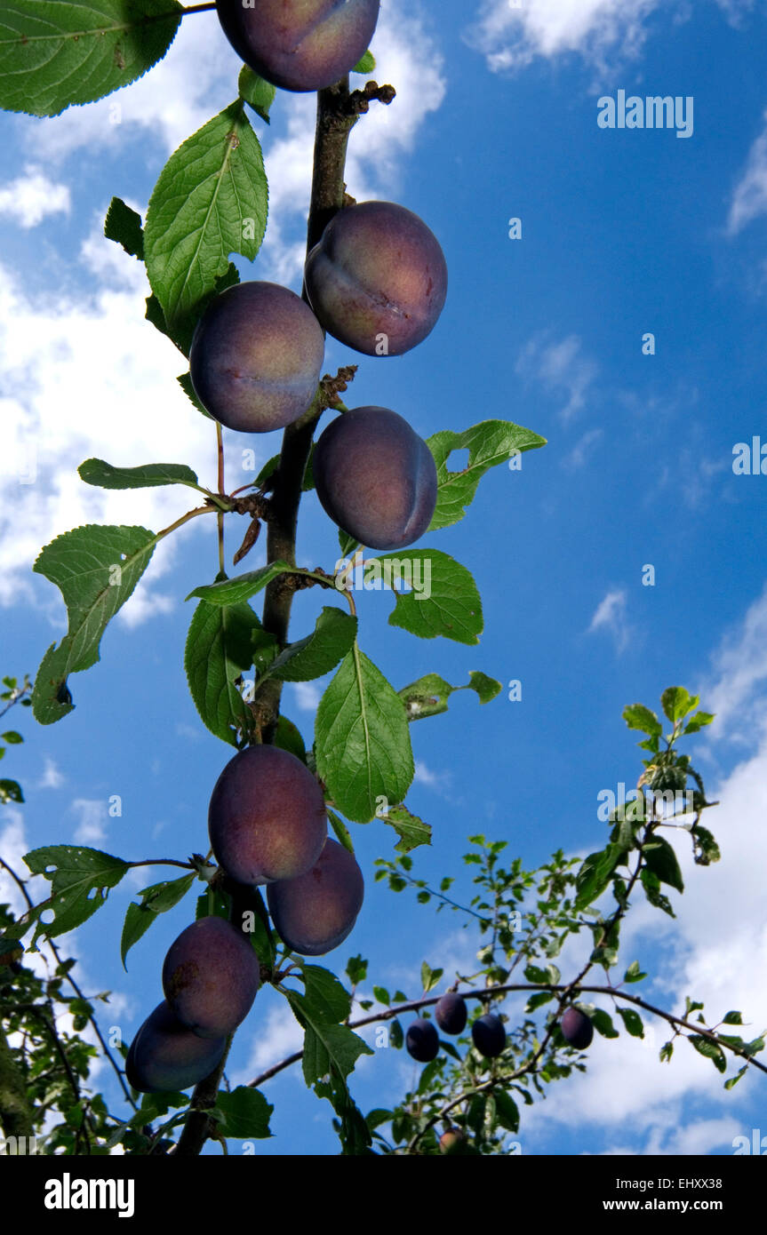 Ripe plums growing on branch of plum tree (Prunus domesticus) Stock Photo