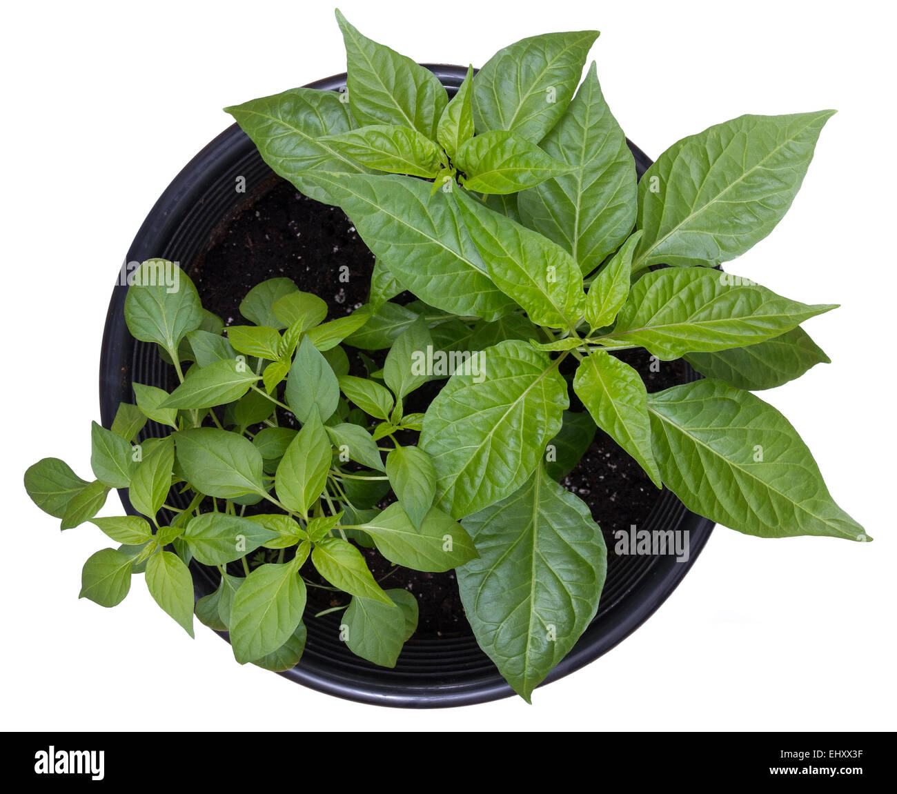 hot pepper potted plants isolated on white background Stock Photo