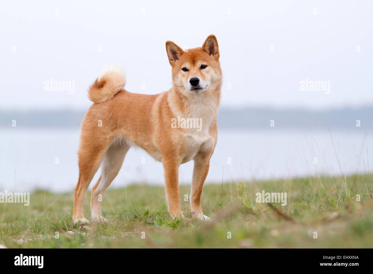 Shiba Inu Red Adult Standing At The Waters Edge Germany