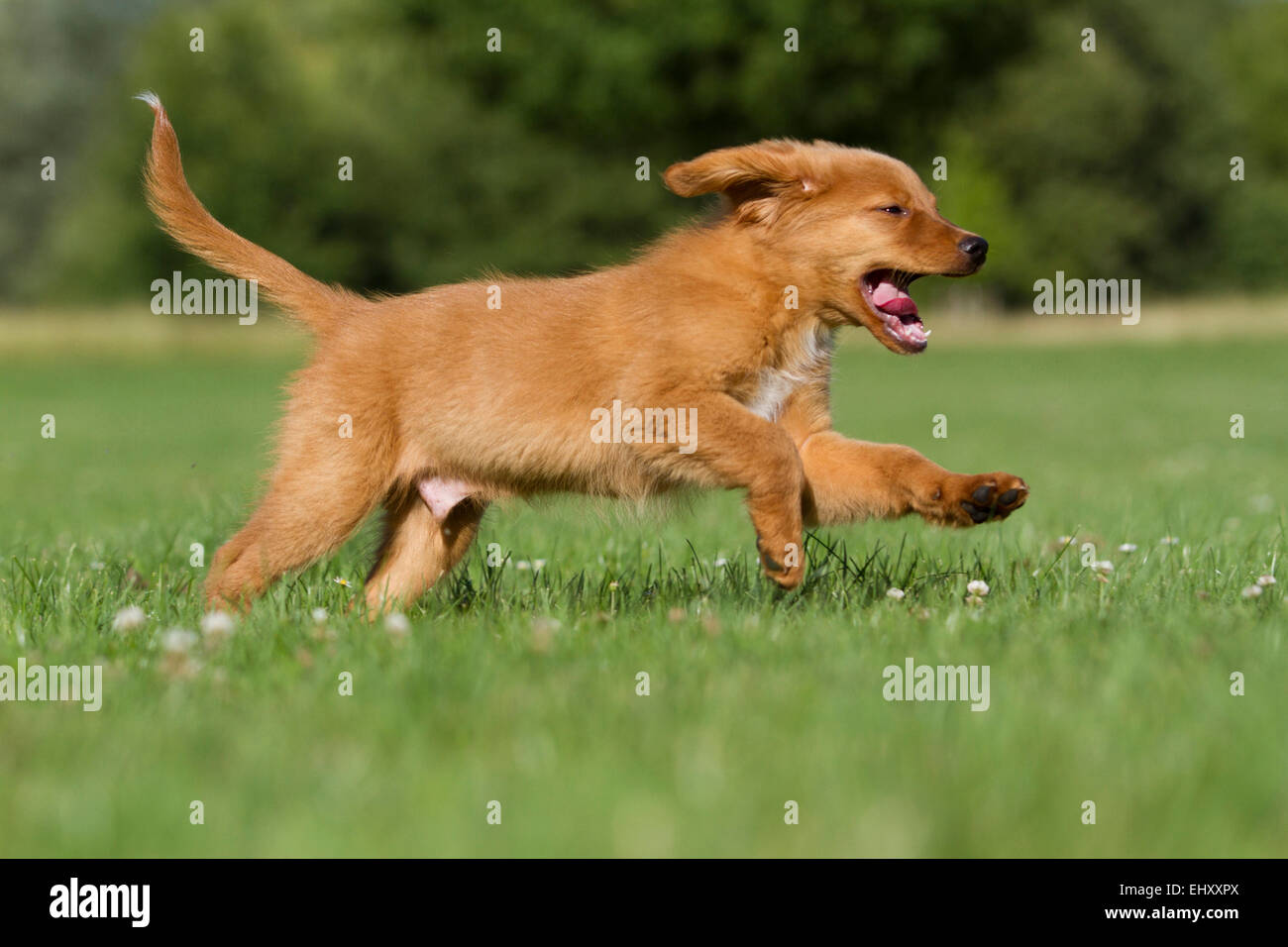 Nova Scotia Duck Tolling Retriever Puppy running meadow Germany Stock Photo
