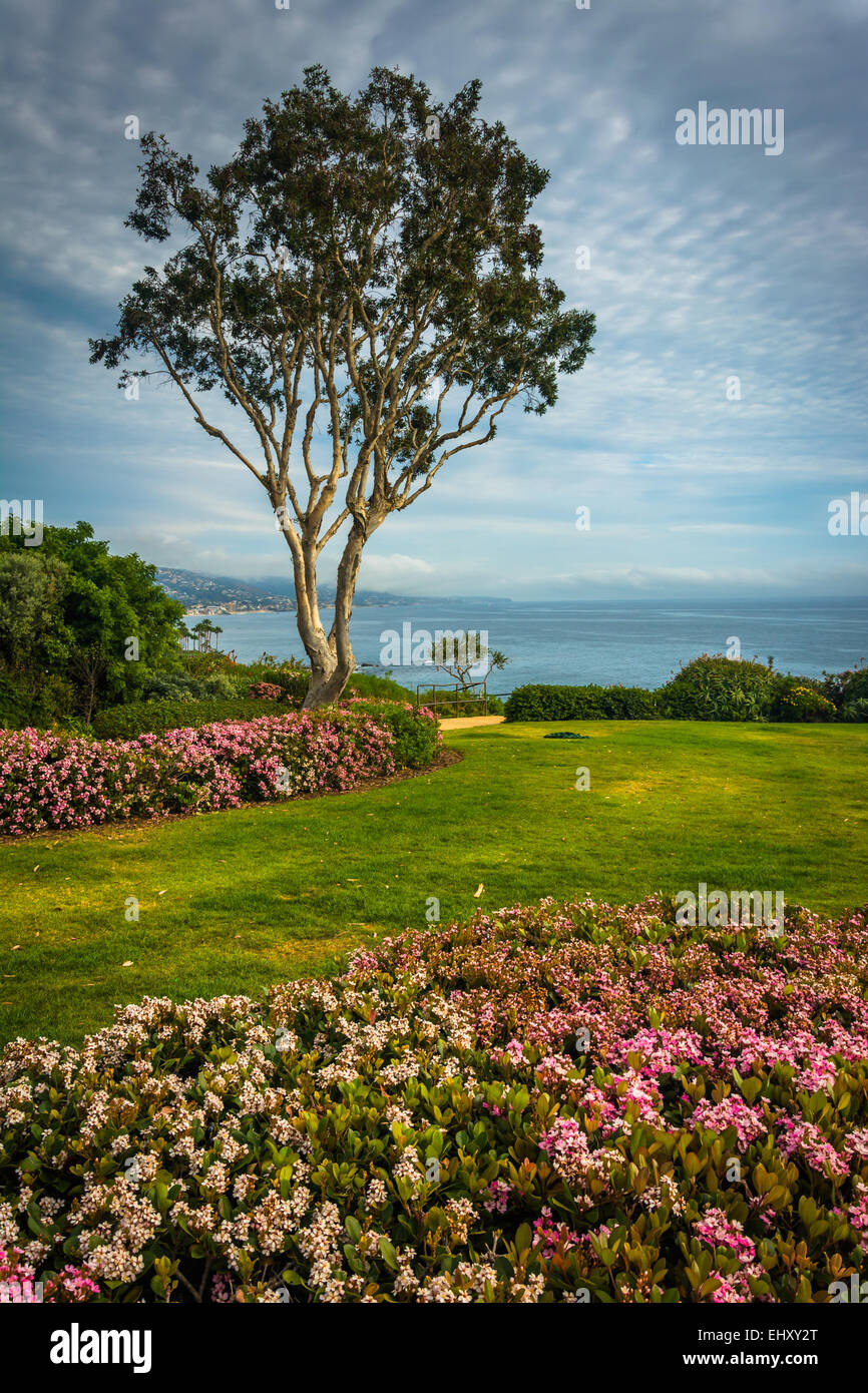 Flowers and tree at Crescent Bay Point Park, in Laguna Beach