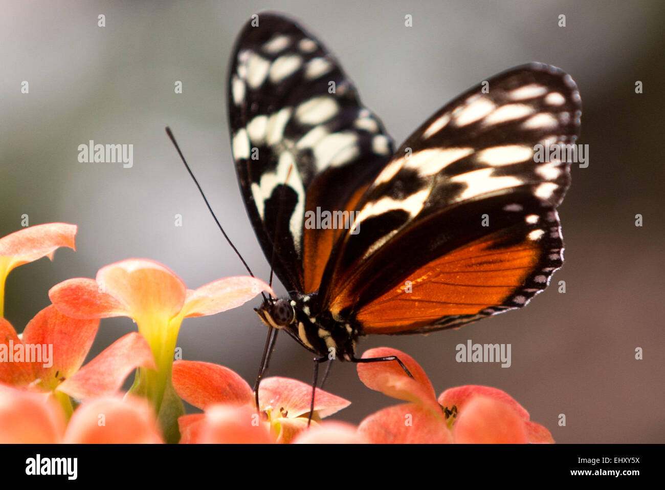 Friedrichsruh, Germany. 18th Mar, 2015. A Heliconius Melpomene is