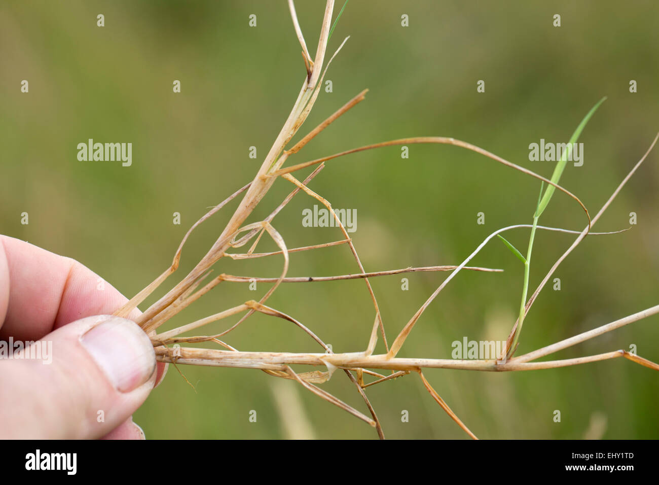 Creeping Bentgrass; Agrostis stolonifera UK Stock Photo
