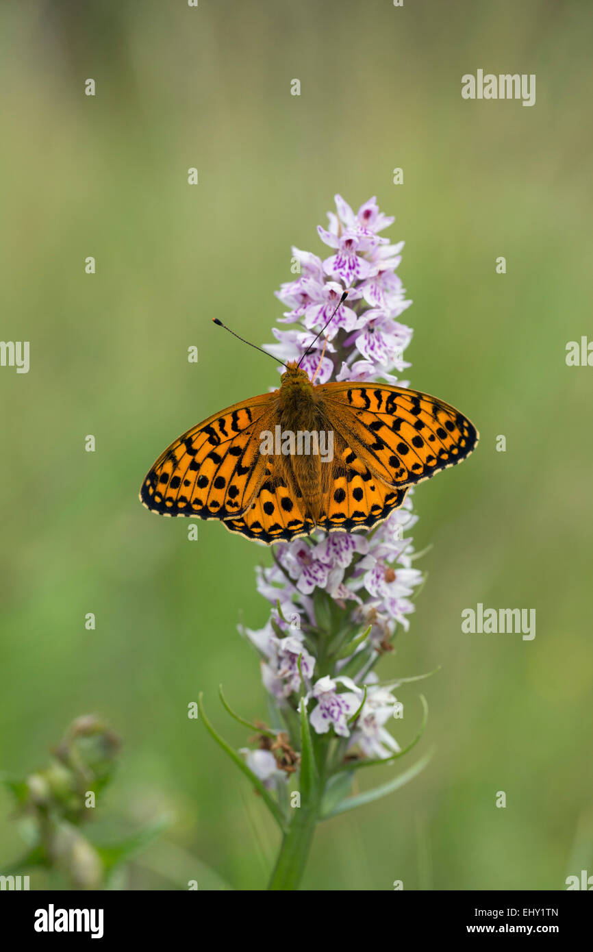 Dark Green Fritillary Butterfly; Mesoacidalia aglaia; Single on Common Spotted Orchid; Whitbarrow; Cumbria; UK Stock Photo