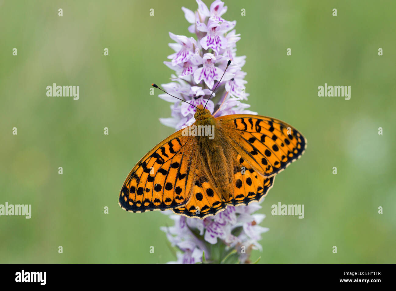 Dark Green Fritillary Butterfly; Mesoacidalia aglaia Single on Common Spotted Orchid; Whitbarrow; Cumbria; UK Stock Photo