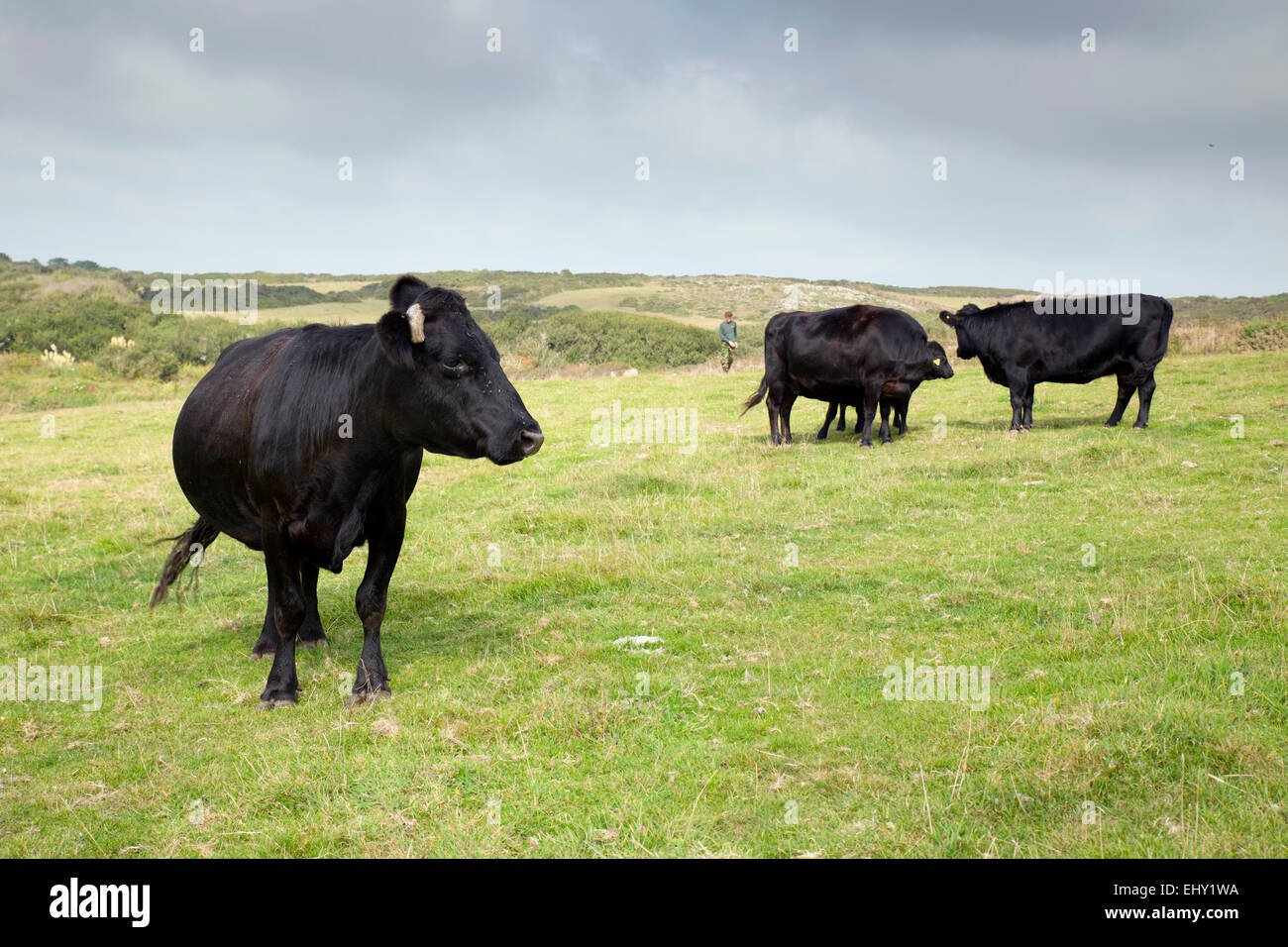 Dexter Cattle Cornwall; UK Stock Photo