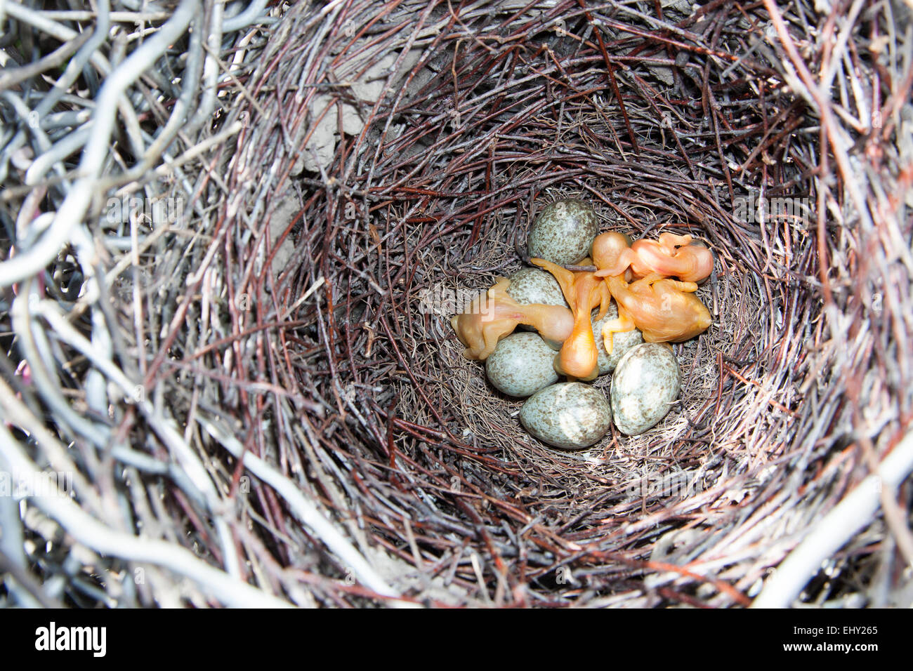 magpie lark eggs