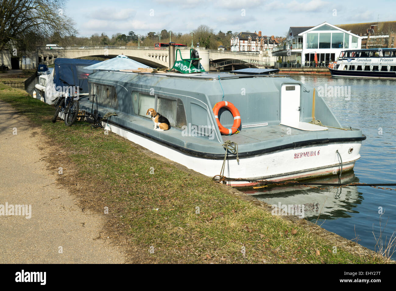 Dog Guarding a Boat Moored on The Thames at Caversham Bridge Stock Photo