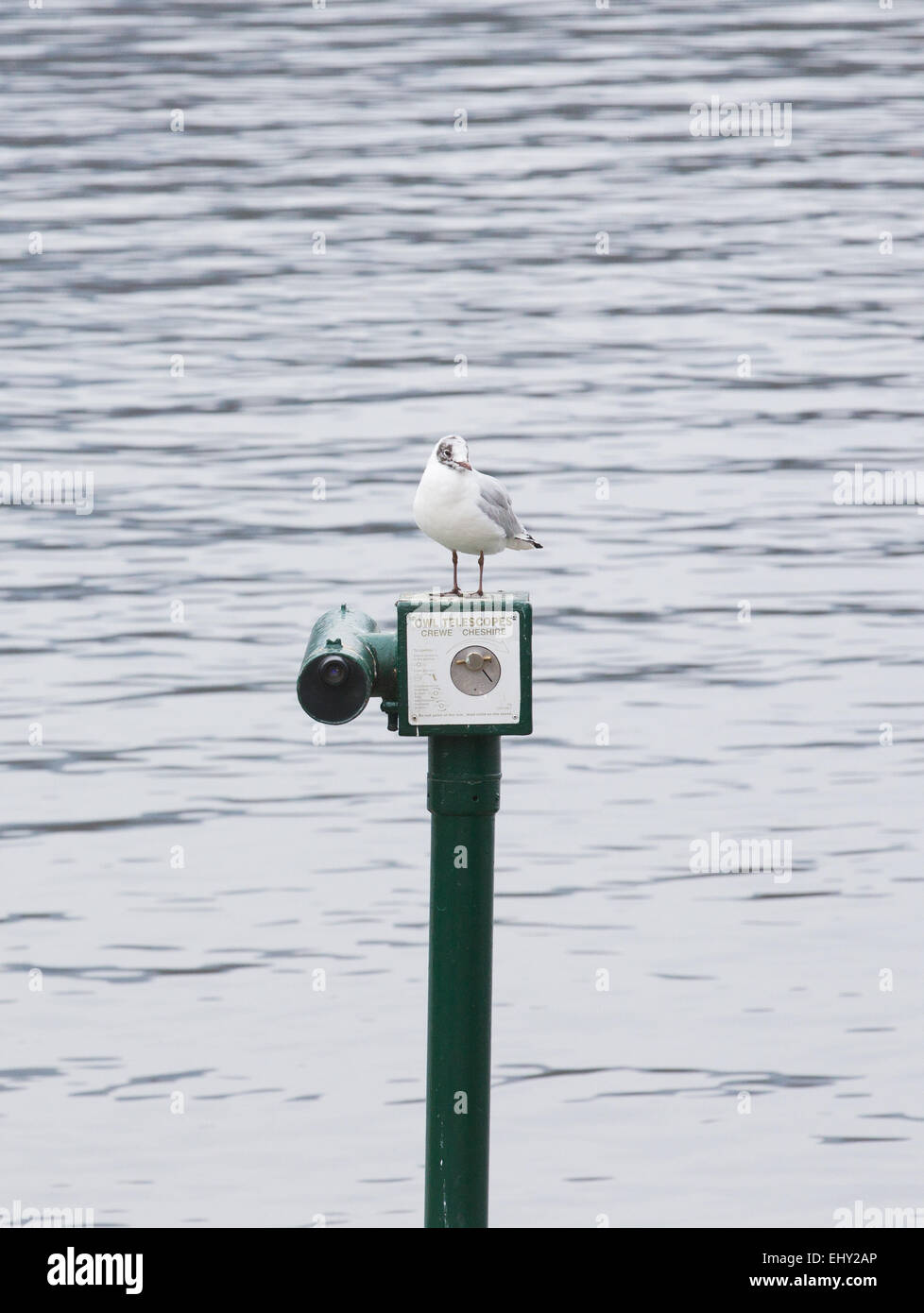 black headed gull sitting on  tourist coin operated telescope Stock Photo