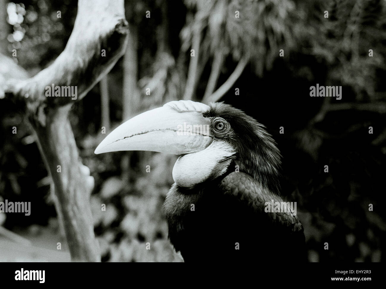 Toucan in Ubud in Bali in Indonesia in Southeast Asia. Bird Birds Beak Wildlife Nature Tropical Rain Forest Exotic Eden Animal Wanderlust Travel Stock Photo