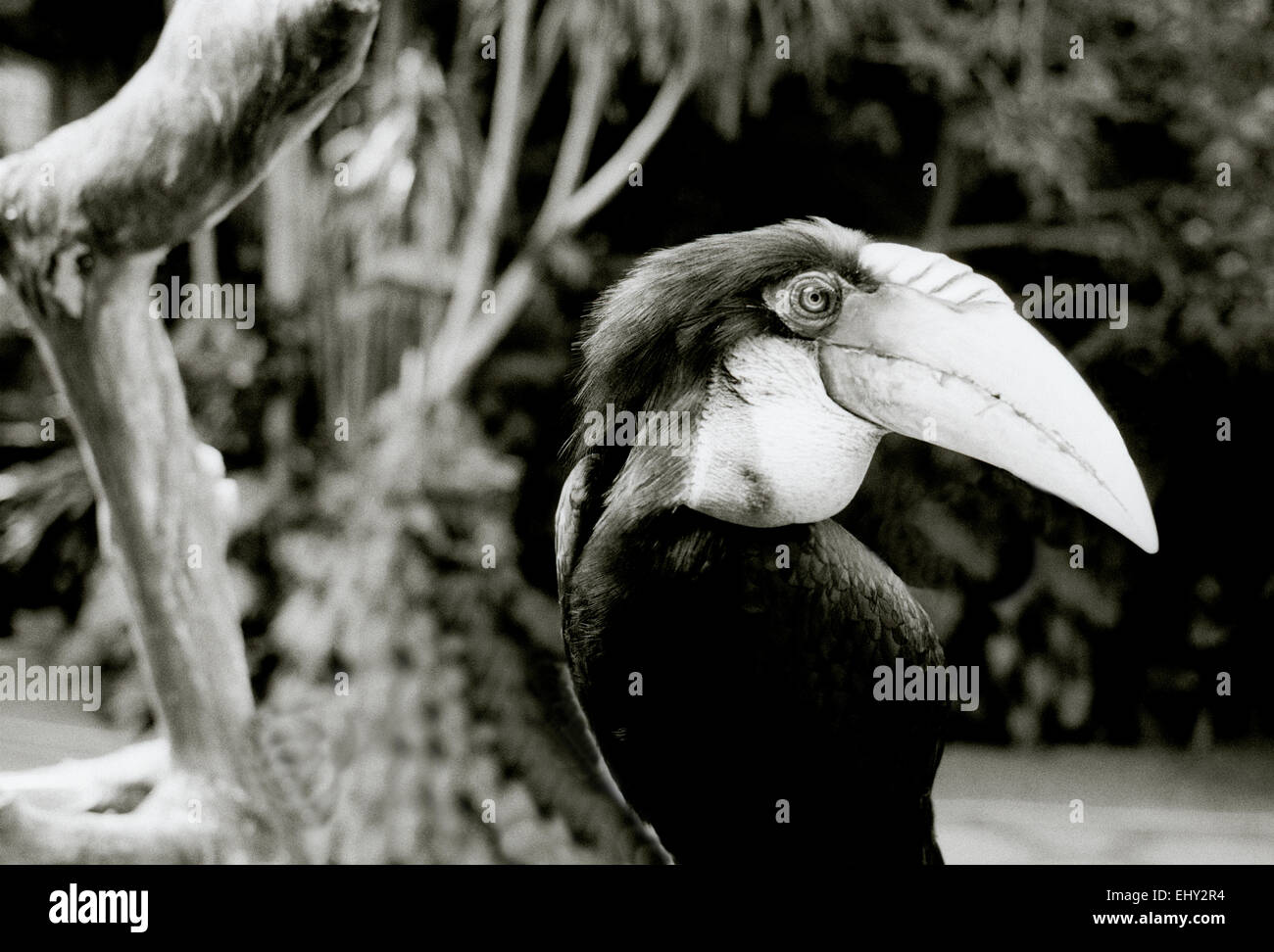 Toucan in Ubud in Bali in Indonesia in Southeast Asia. Bird Birds Beak Wildlife Nature Tropical Rain Forest Exotic Eden Animal Wanderlust Travel Stock Photo