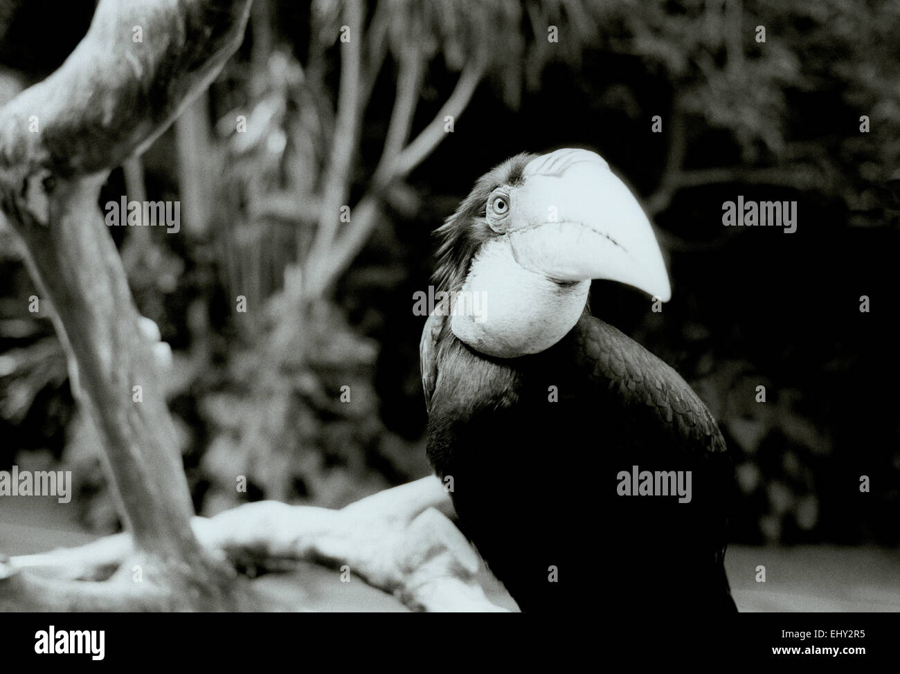 Toucan in Ubud in Bali in Indonesia in Southeast Asia. Bird Birds Beak Wildlife Nature Tropical Rain Forest Exotic Eden Animal Wanderlust Travel Stock Photo