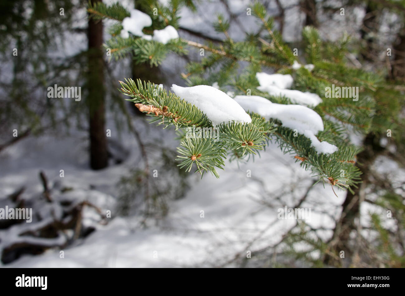 Snow covers the branches of a White Spruce (Picea glauca) in Acadia National Park, Bar Harbor, Maine Stock Photo