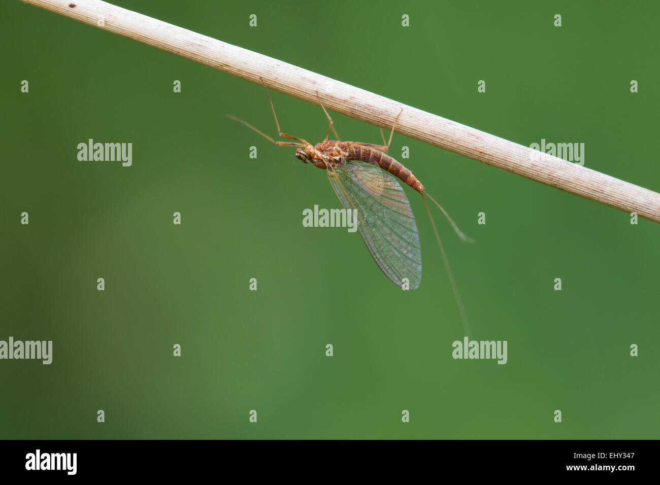 Mayfly Ephemeroptera Single Adult Cornwall; UK Stock Photo