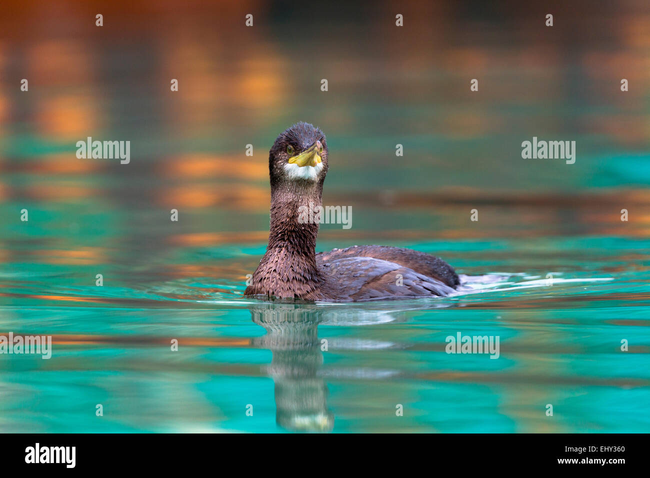 Shag; Phalacrocorax aristotelis; Juvenile; UK Stock Photo