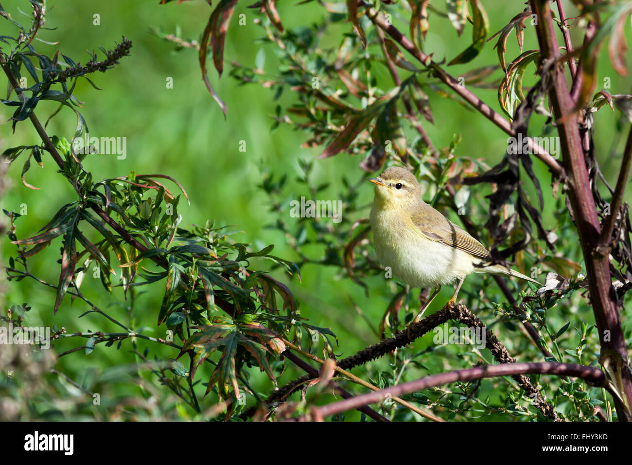 Leaf warbler (Willow Warbler?) (Phylloscopus sp). Timirjazevsky park, Moscow. Russia. Stock Photo