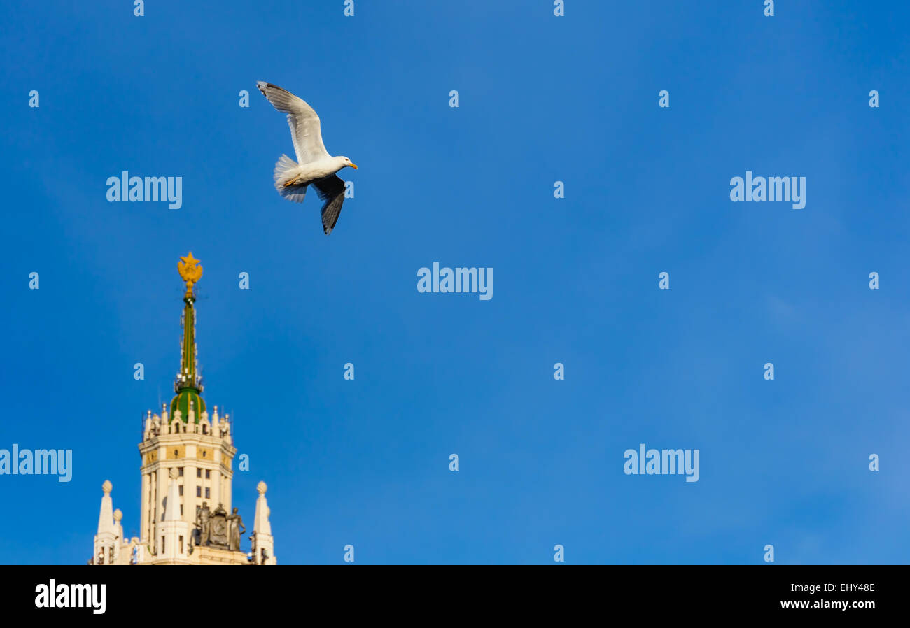 Seagull flying over the soviet skyscraper in Moscow, Russia Stock Photo