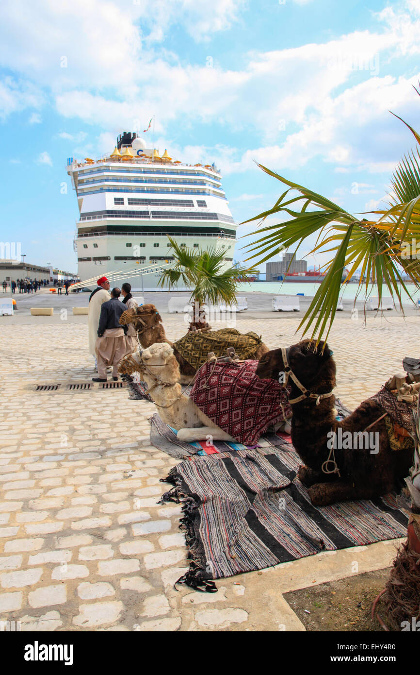 Local tourist guides welcoming cruise ship guests with camels in Tunis port La-Goulette, Tunisia on sunny spring day. Costa Fascinosa cruise ship. Credit:  ImageNature, Alexander Belokurov / Alamy Stock Photo