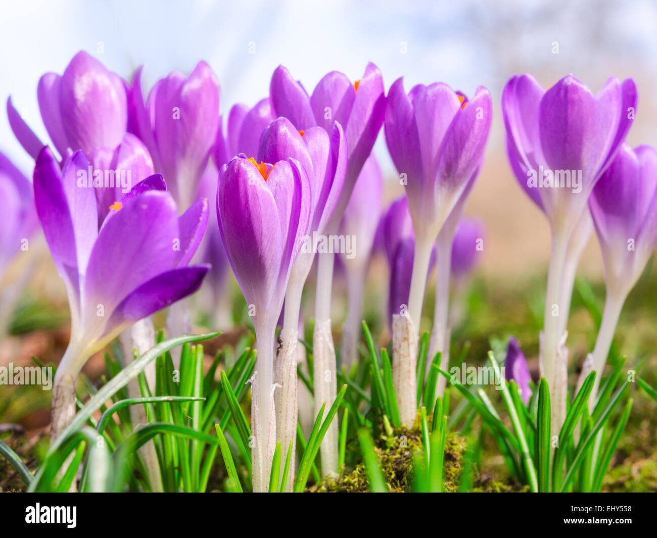 Beautiful spring blooming purple crocus flowers on Alpine sunlight meadow. Stock photo with shallow DOF and blurred background. Stock Photo