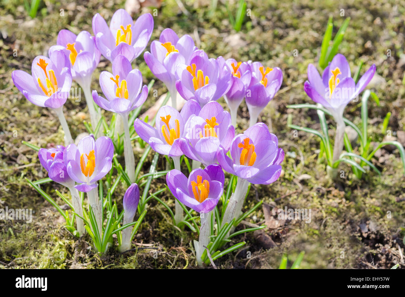 Spring backlight magenta crocuses or purple iris flowers on sunshine meadow Stock Photo