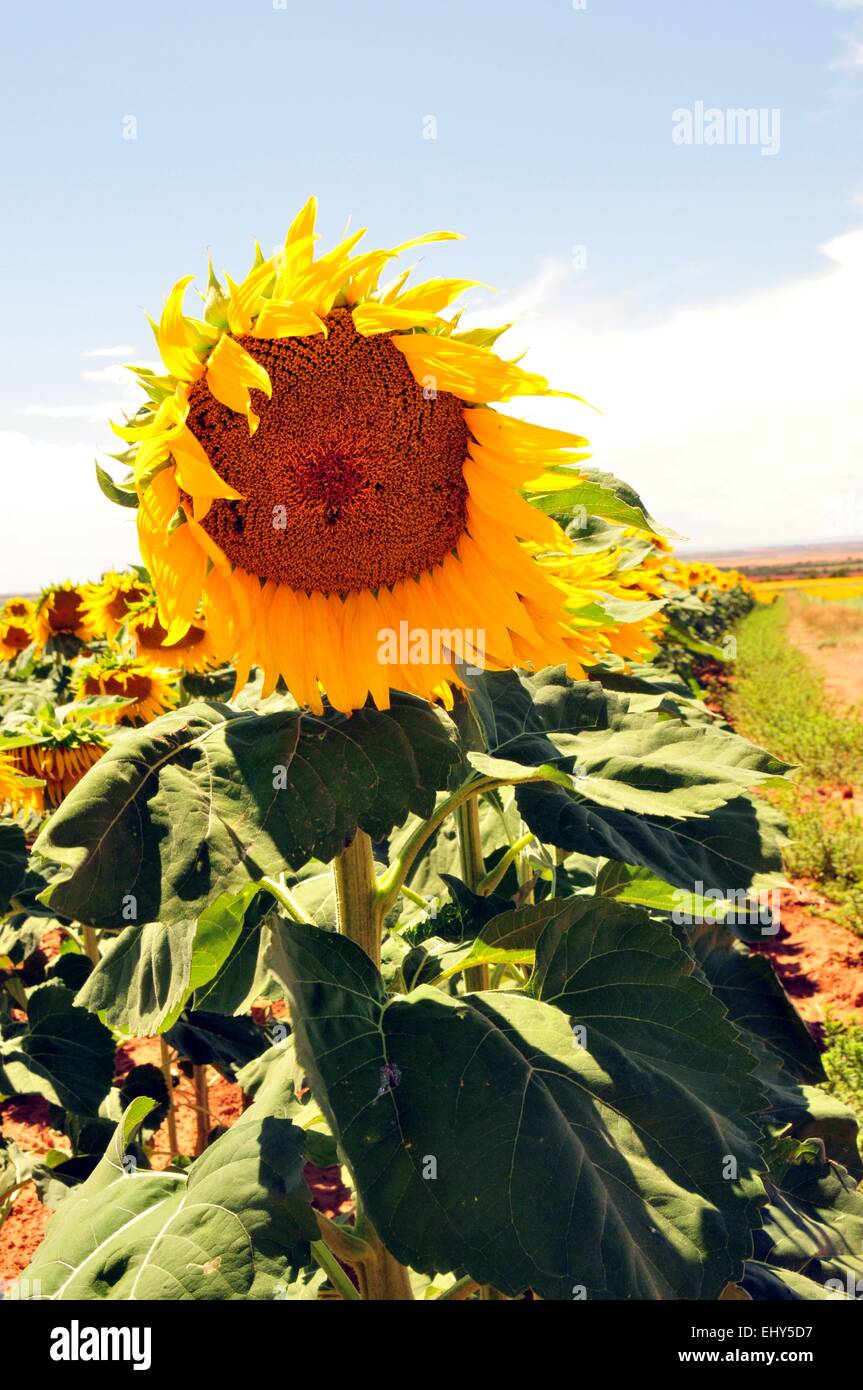 Sunflower with petals waving in the breeze - USA Stock Photo