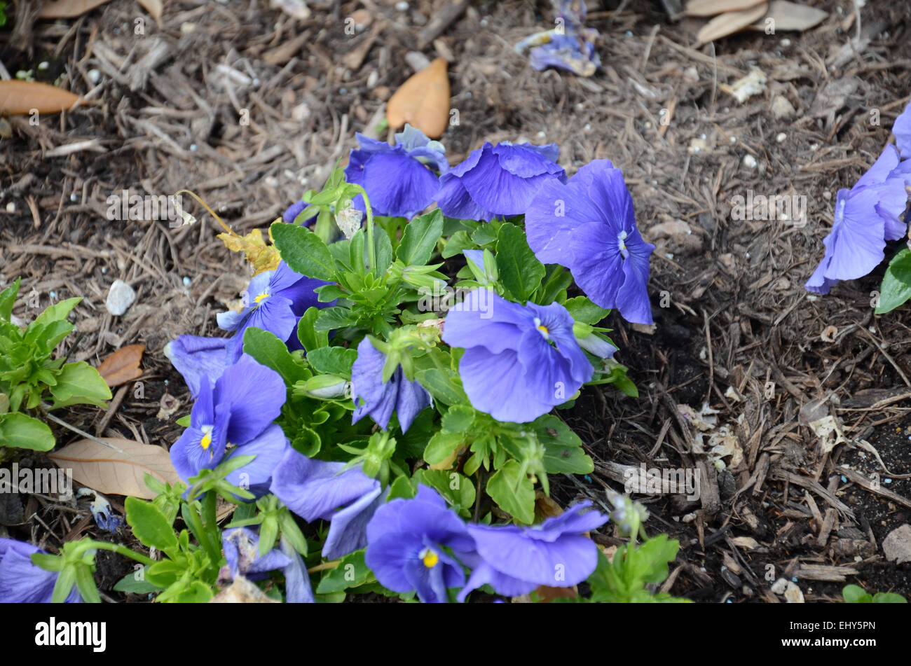 Purple Flower Yellow Center High Resolution Stock Photography And Images Alamy Purple Flower Yellow Center High Resolution Stock Photography And Images Alamy
