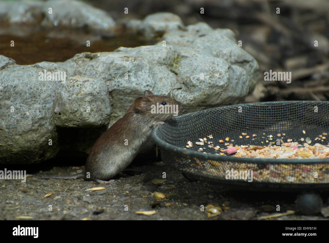 A bank vole helps itself to food from a bird ground feeder Stock Photo
