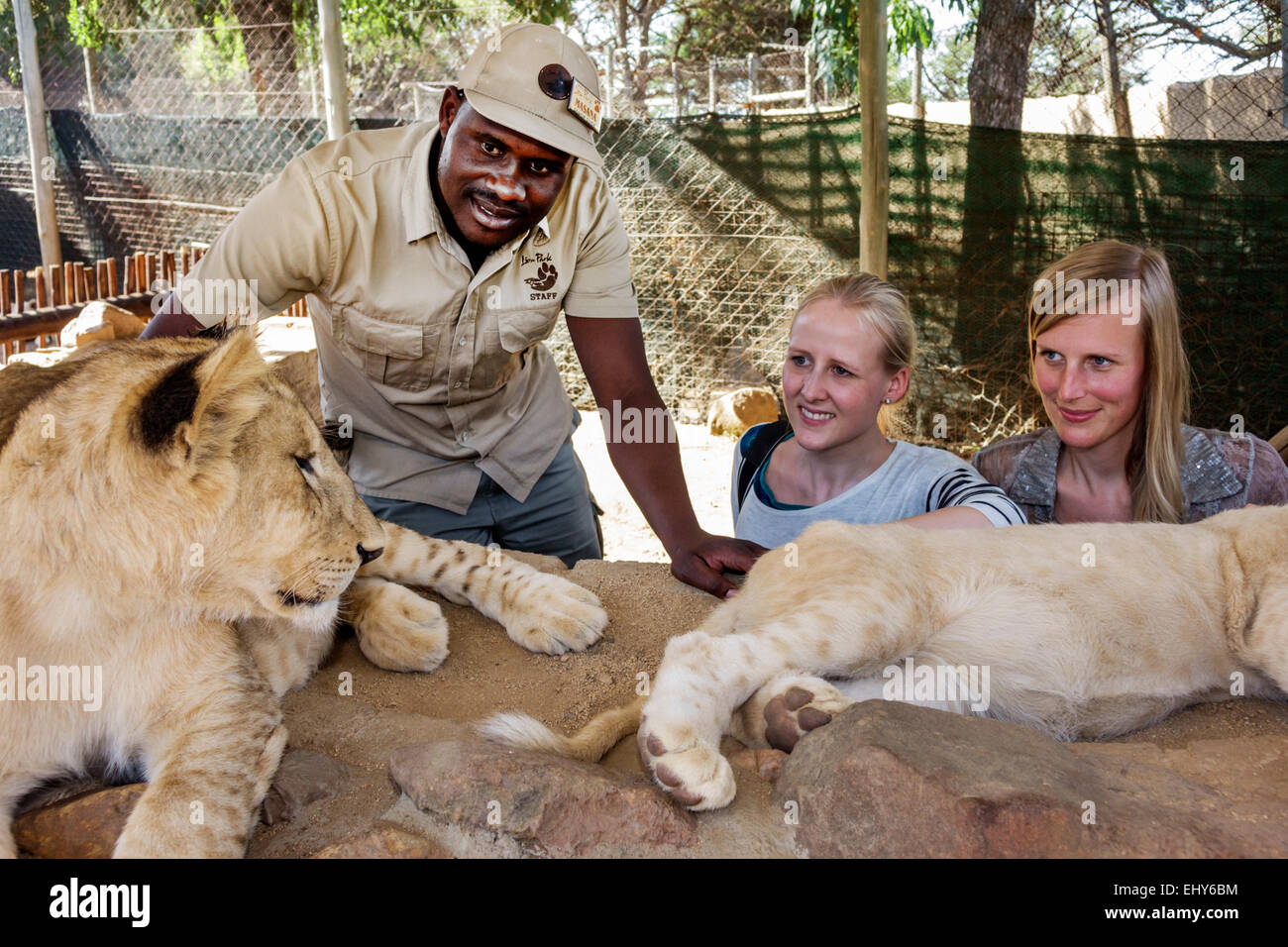 Johannesburg South Africa,Lion Park,wildlife conservation,woman female women,lion cub,Black man men male,staff,employee worker workers working staff,i Stock Photo