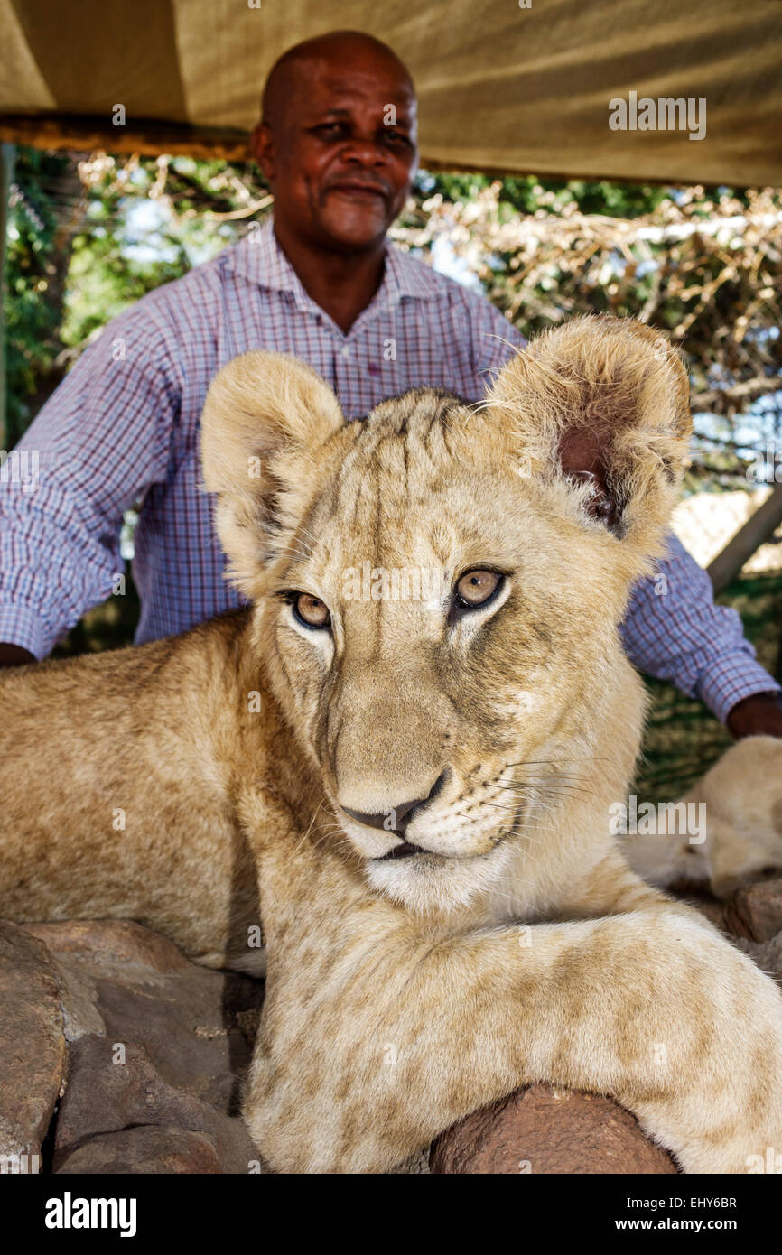 Johannesburg South Africa,Lion Park,wildlife conservation,woman female women,lion cub,Black man men male,interaction,SAfri150304066 Stock Photo