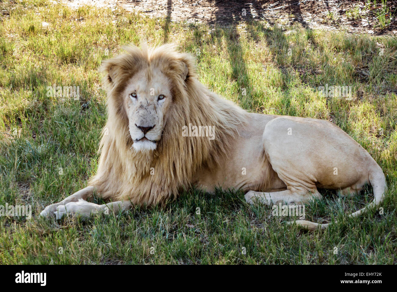 Johannesburg South Africa,Lion Park,wildlife conservation,male lion,SAfri150304078 Stock Photo