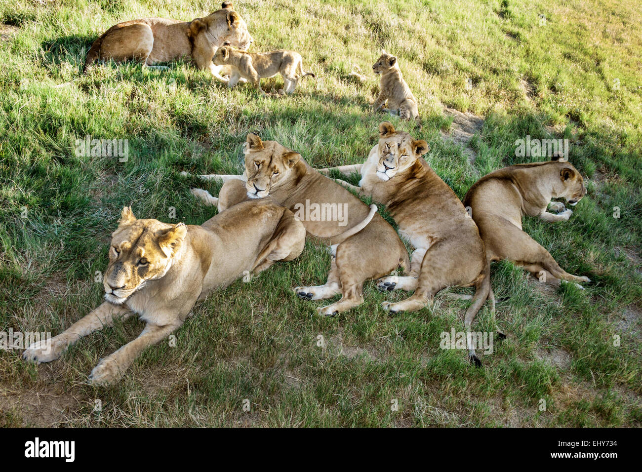 Johannesburg South Africa,Lion Park,wildlife conservation,lions,females,cubs,SAfri150304085 Stock Photo