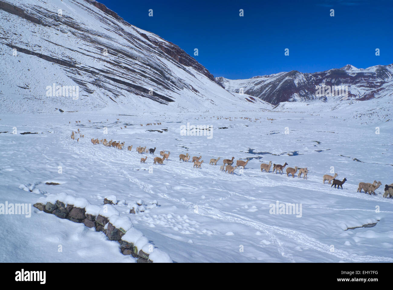 Large herd of domestic alpacas on snow in high altitudes in peruvian Andes, south America Stock Photo