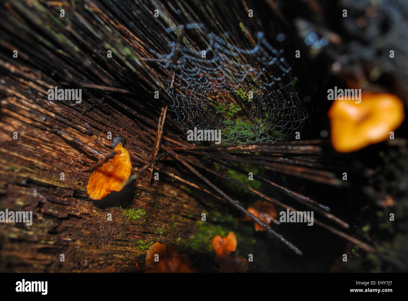 Spiderweb covered in water drops in between orange mushrooms near the forest floor in Bolivia Stock Photo