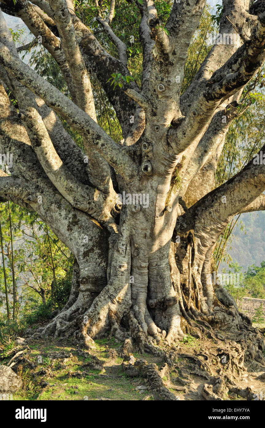 Closeup view of a magnificent old tree in Nepal Stock Photo Alamy
