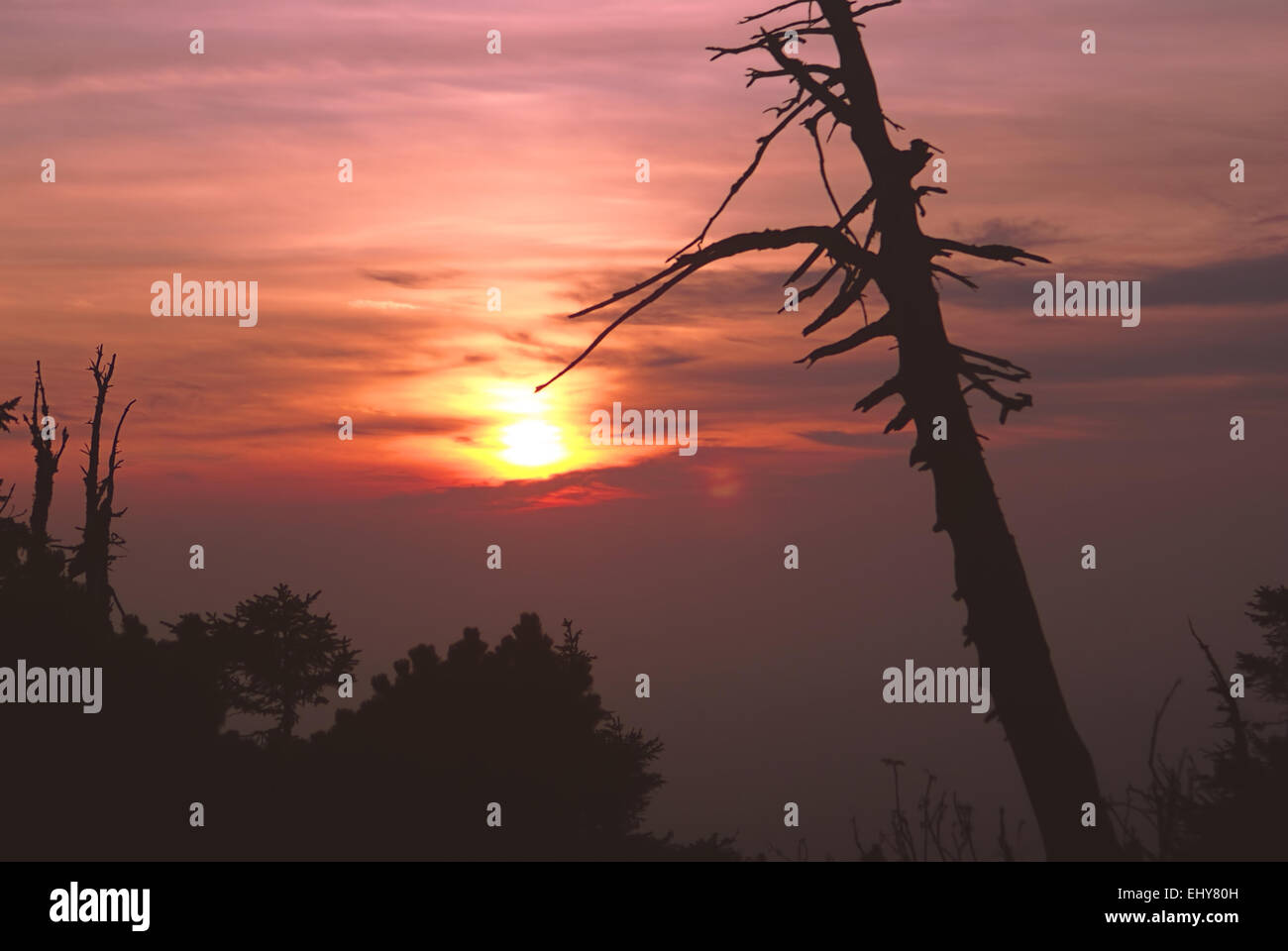 Ghostly dead tree with red sunset Stock Photo