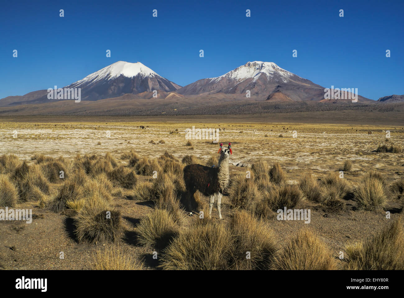 Llama in bolivian Sajama national park with picturesque volcanoes Paranicota and Pomerape in the background Stock Photo