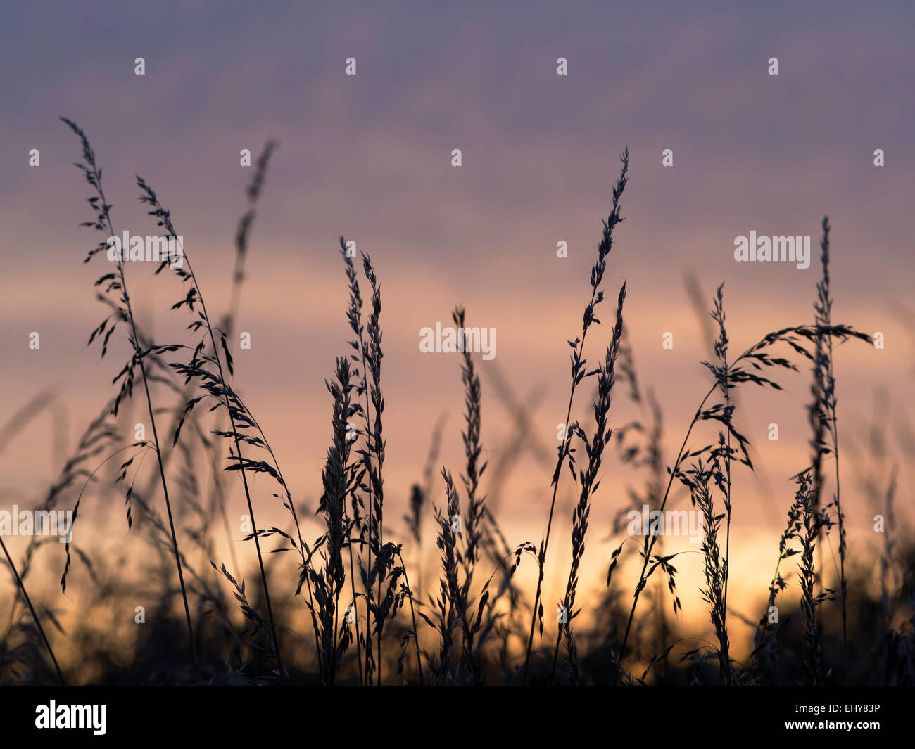 Silhouetted grass against a sunset sky Stock Photo - Alamy