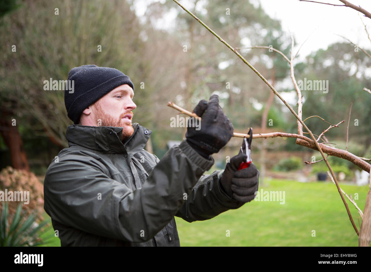 Man pruning branch of tree with shears, Bournemouth, County Dorset, UK, Europe Stock Photo